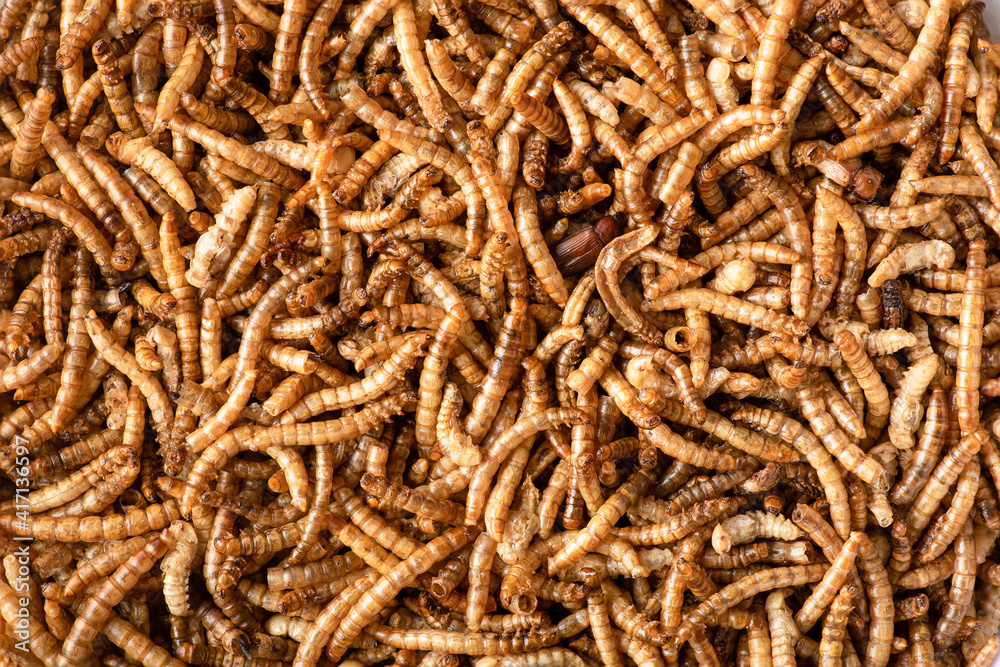 Horizontal macro, close up photograph of dried meal worms shot from above