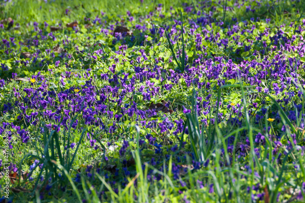 Parterre de fleurs de violette (viola odorata) recouvrant une pelouse Stock  Photo | Adobe Stock