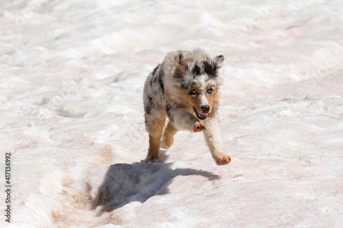 blue merle Australian shepherd dog runs and jump on the snow in colle del nivolet in piedmont in Italy photo