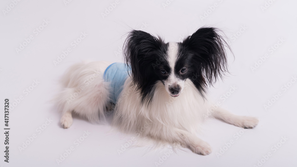 Portrait of a cute dog Continental Spaniel in a males hygiene belt. Papillon is wearing a diaper against territory markings and urinary incontinence