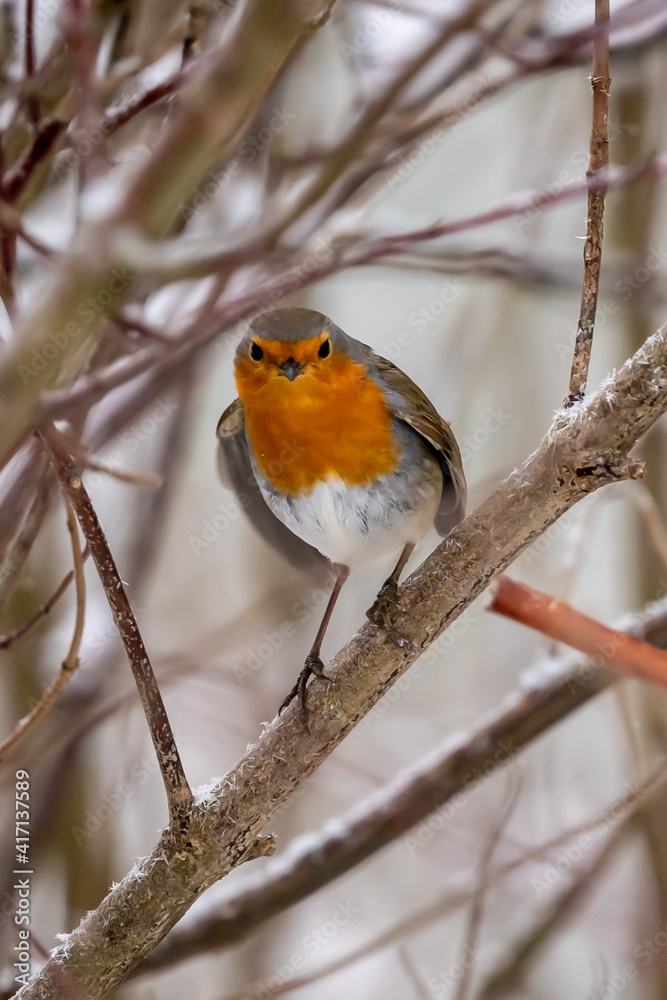 Close up of red robin bird  (Erithacus rubecula) in winter time