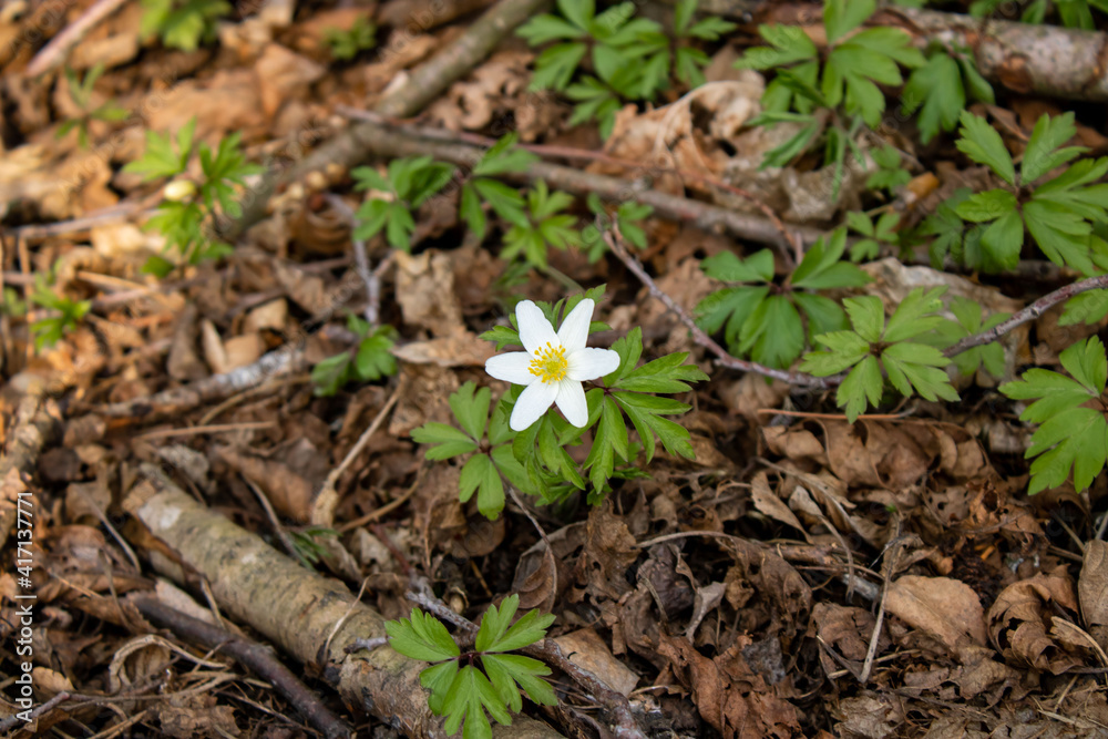 White anemone flower among the foliage. Spring Flower White anemone flower among the foliage. Spring Flower