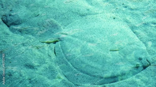 Two flatfishes on sand sea bottom underwater