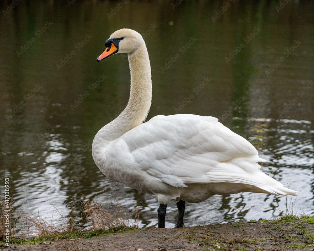 Fototapeta premium Side View Of White Swan at the river