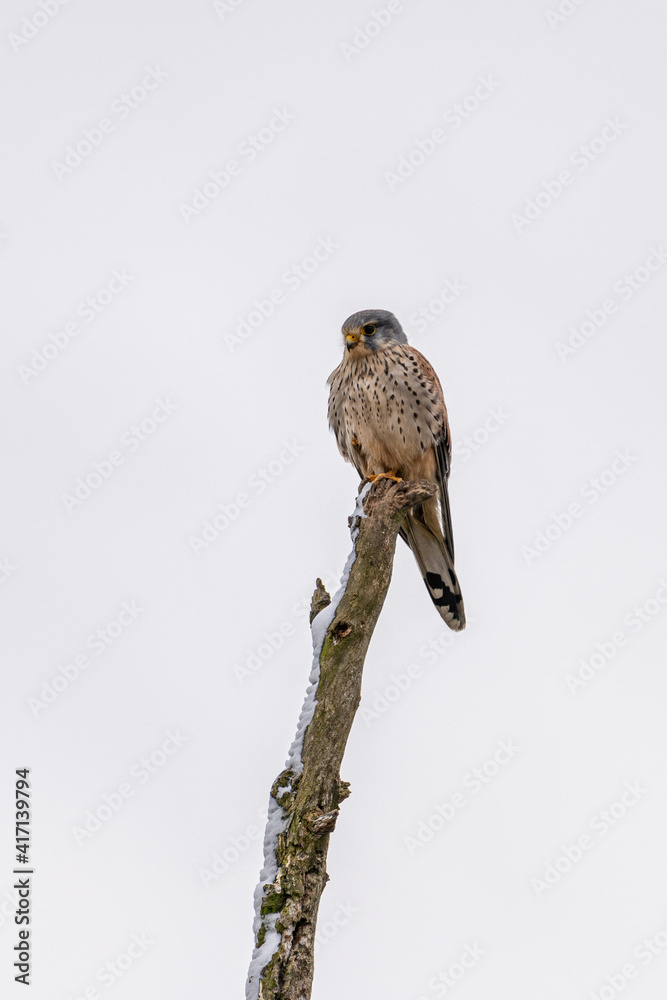 Common Kestrel (Falco tinnunculus) resting on a tree watching out for prey in winter time Common Kestrel (Falco tinnunculus) resting on a tree watching out for prey in winter time
