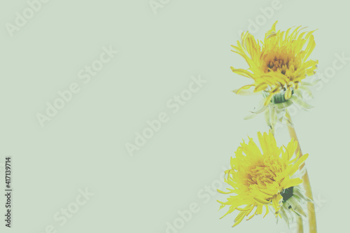 Żółte kwiaty mniszka (mlecza) wyizolowane na zielonym matowym tle