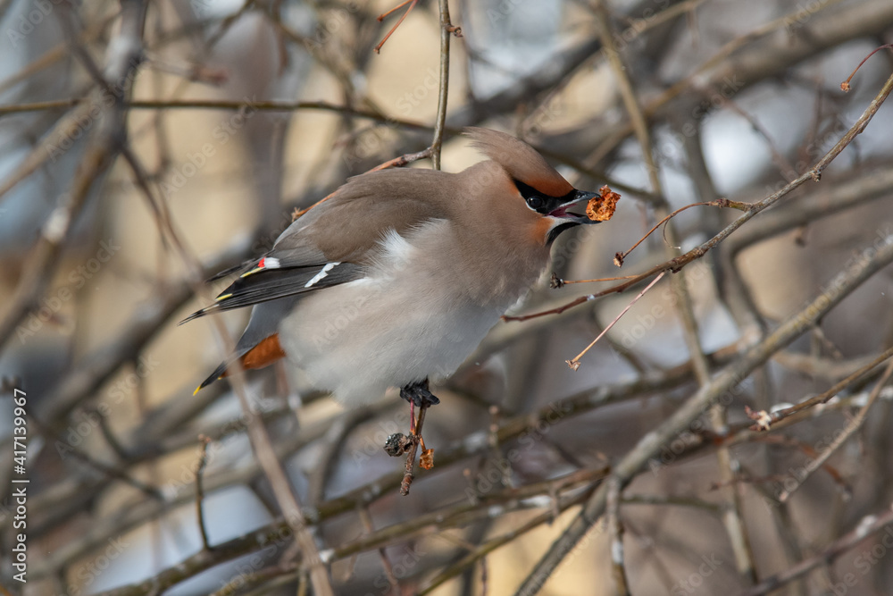 Bohemian Waxwing (Bombycilla garrulus) on a branch Bohemian Waxwing (Bombycilla garrulus) on a branch