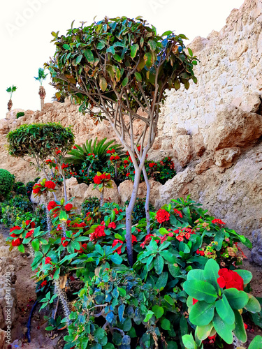 Flowers and greenery at the stone wall
