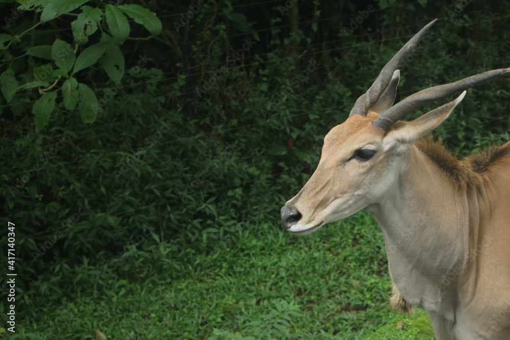 A beautiful antelope (impala) with two strong horns on the green grass in the savannah. A beautiful antelope (impala) with two strong horns on the green grass in the savannah.