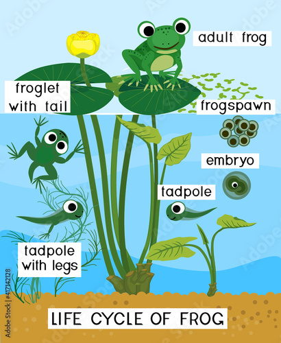 Frog life cycle. Sequence of stages of development of frog from egg to adult animal in pond
