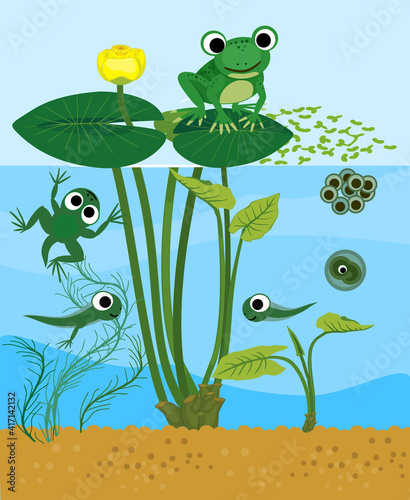 Frog life cycle. Sequence of stages of development of frog from egg to adult animal in pond