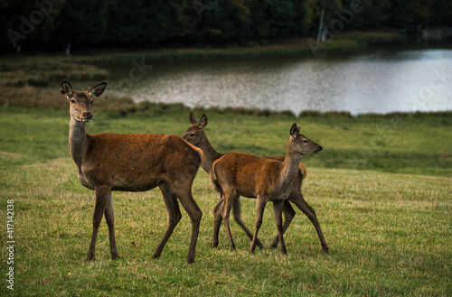 Cerf élaphe, cervus elaphus