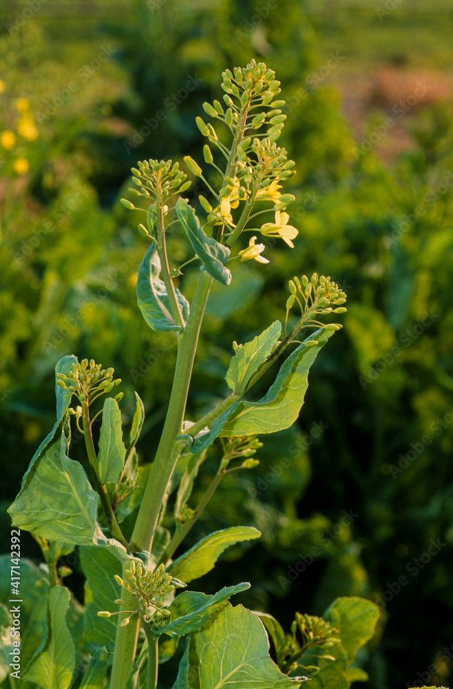 Chou brocoli, brassica oleracea 'White Sprouting Broccoli'