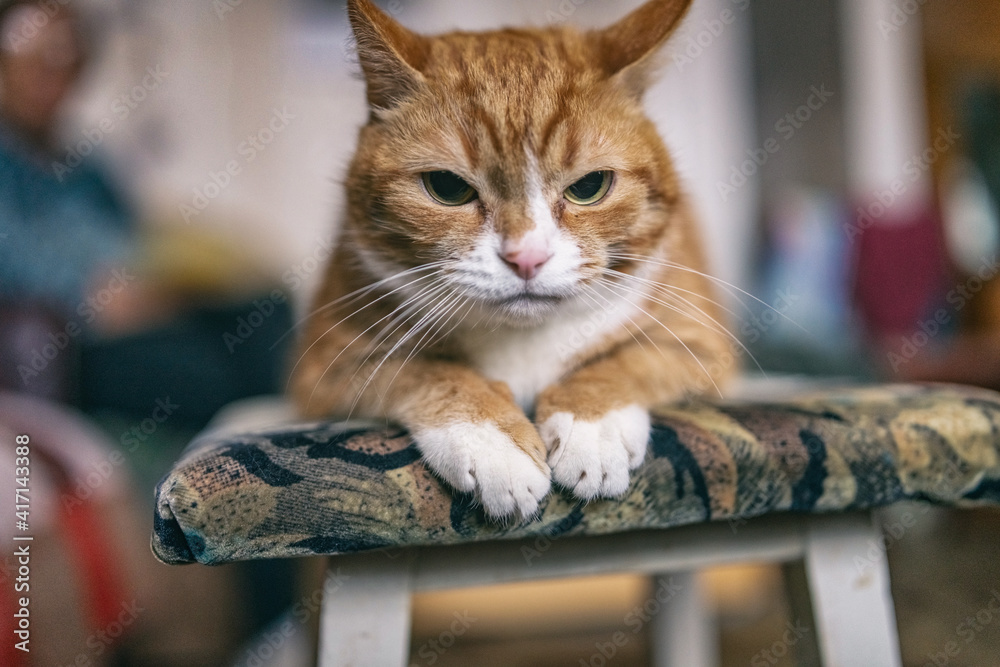 An old ginger cat is resting on a stool in the room.