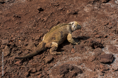 iguane terrestre de Santa Fe  Conolophus pallidus  Archipel des Galapagos  Equateur