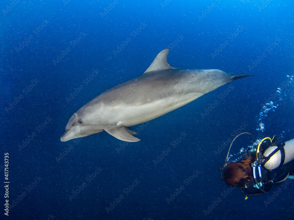 Fototapeta premium Curious wild Common bottlenose dolphin and scuba diver (Rangiroa, Tuamotu Islands, French Polynesia in 2012)