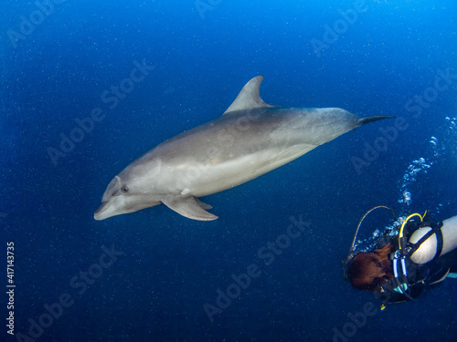 Curious wild Common bottlenose dolphin and scuba diver (Rangiroa, Tuamotu Islands, French Polynesia in 2012)