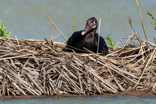 Oie armée de Gambie,.Plectropterus gambensis, Spur winged Goose photo