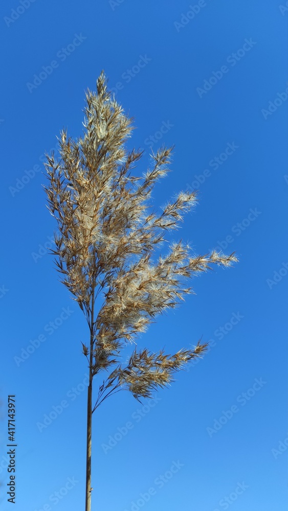 Water grass, Dry grass on blue background Water grass, Dry grass on blue background