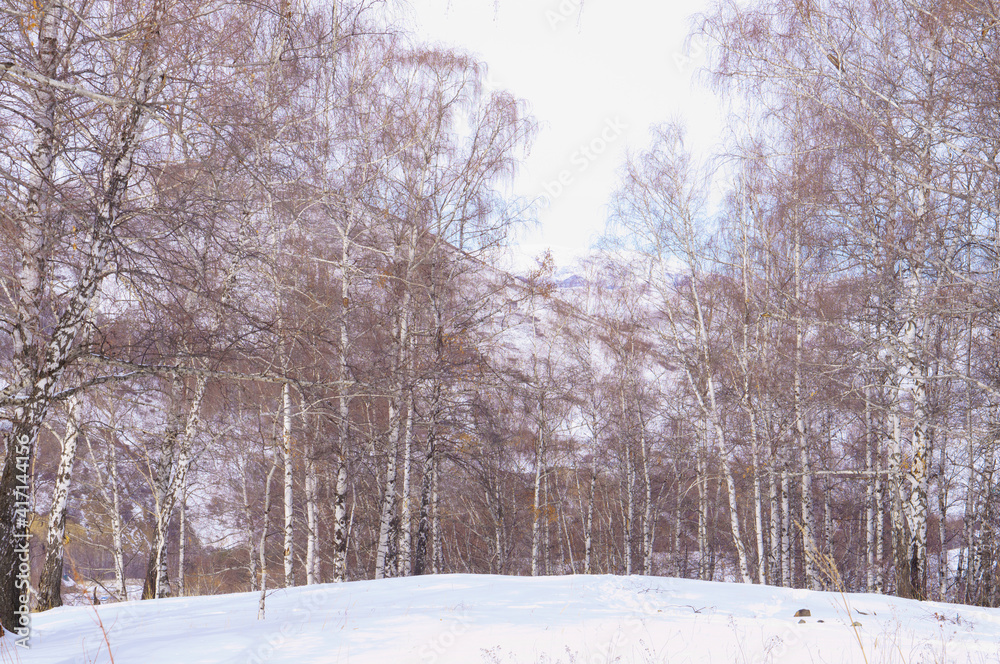 Fototapeta premium Birch grove in the mountains in winter. no leaves on birches.