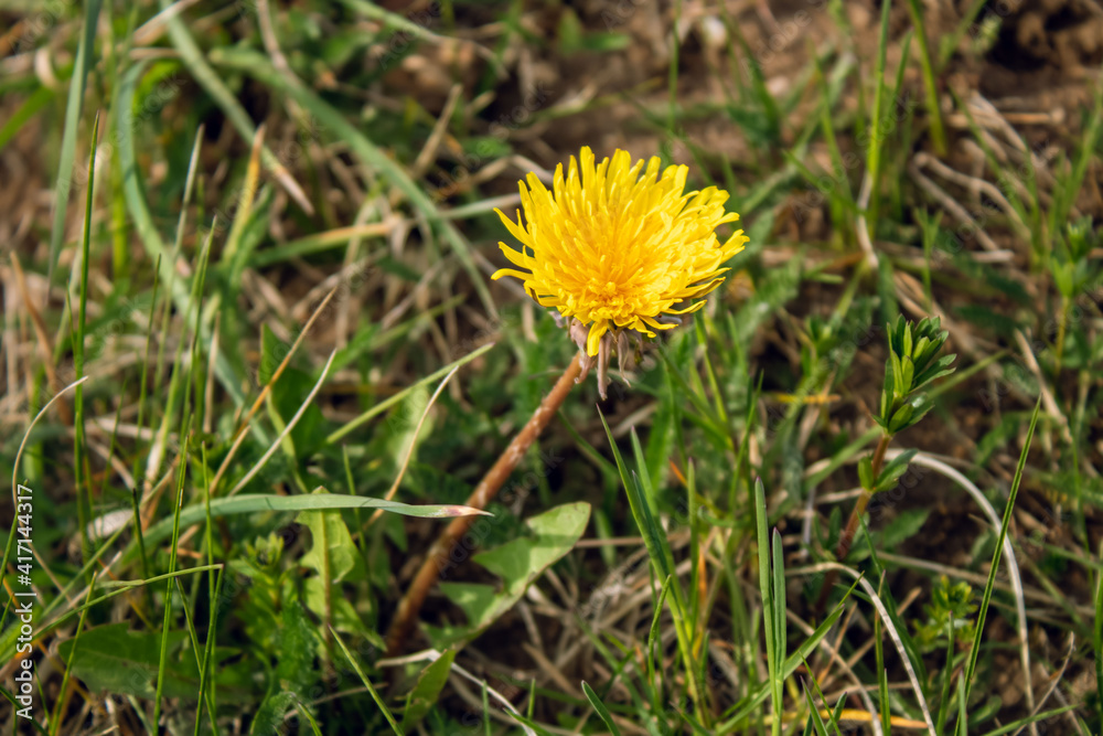 Bright yellow dandelion flower among green succulent grass. Wild flower Bright yellow dandelion flower among green succulent grass. Wild flower