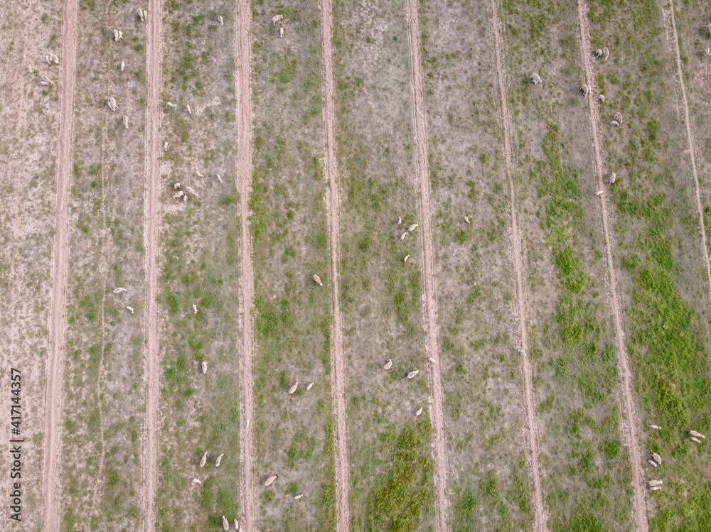 Aerial view of dry sheep farm in Cedar City, Utah, USA Aerial view of dry sheep farm in Cedar City, Utah, USA