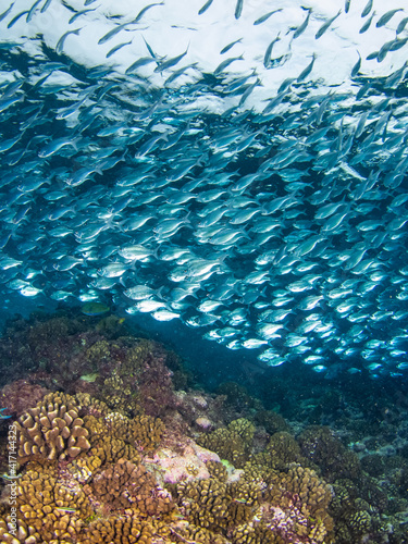School of Hawaiian flagtail in a coral reef  Rangiroa  Tuamotu Islands  French Polynesia in 2012 