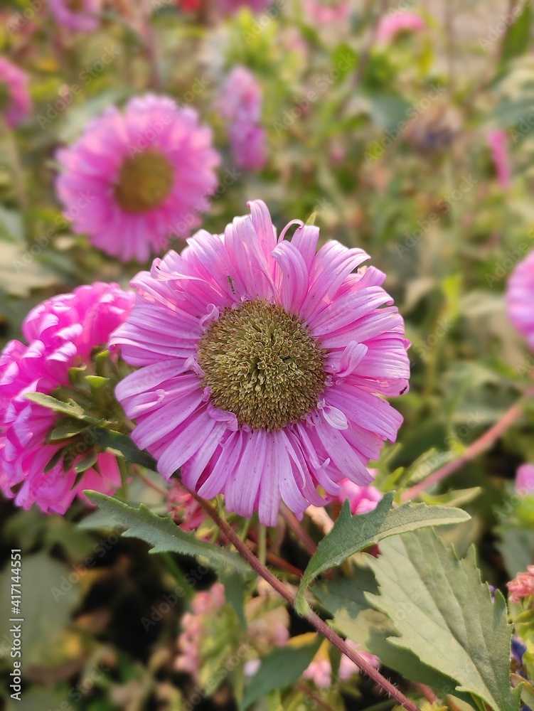 Fototapeta premium Beautiful flower in the garden 