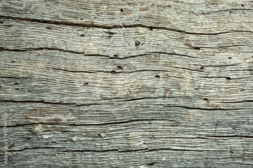 old tree texture