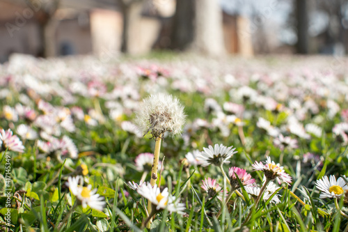 flowers in the garden