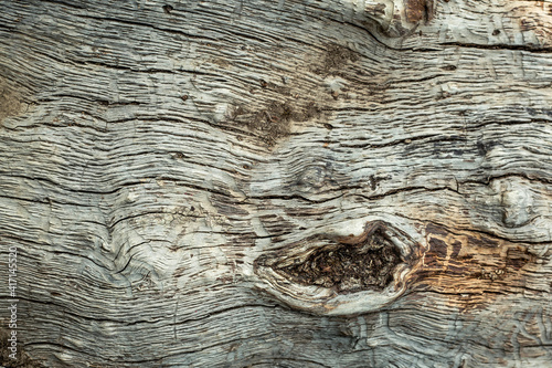 old tree texture