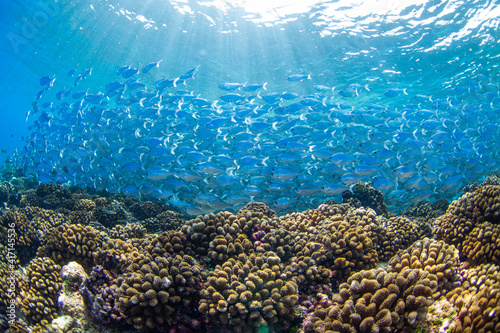 School of Hawaiian flagtail in a coral reef (Rangiroa, Tuamotu Islands, French Polynesia in 2012) photo