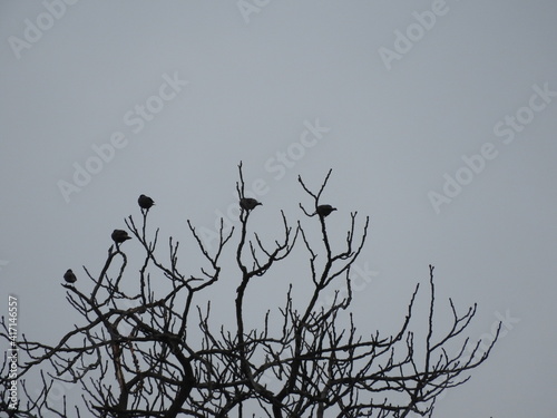 Birds on Tree