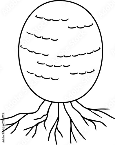 Coloring page with immature egg stage of fruiting body of Fly agaric (Amanita muscaria) mushroom