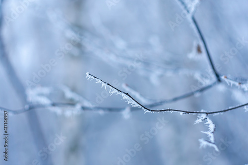 A tree branch in hoarfrost on a blurred background.