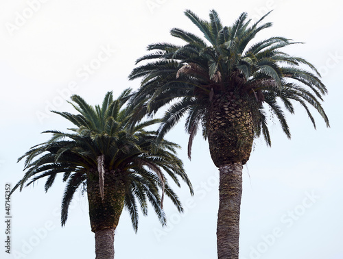 Two palm trees. Close up picture
