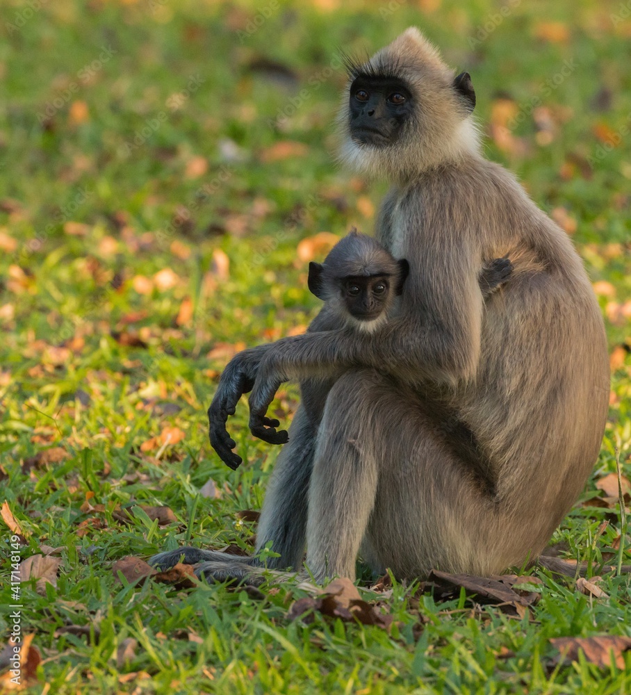Fototapeta premium grey langur with baby sitting on grass