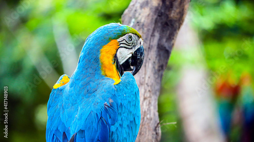close up portrait of colorful blue and yellow macaw parrot Ara ararauna