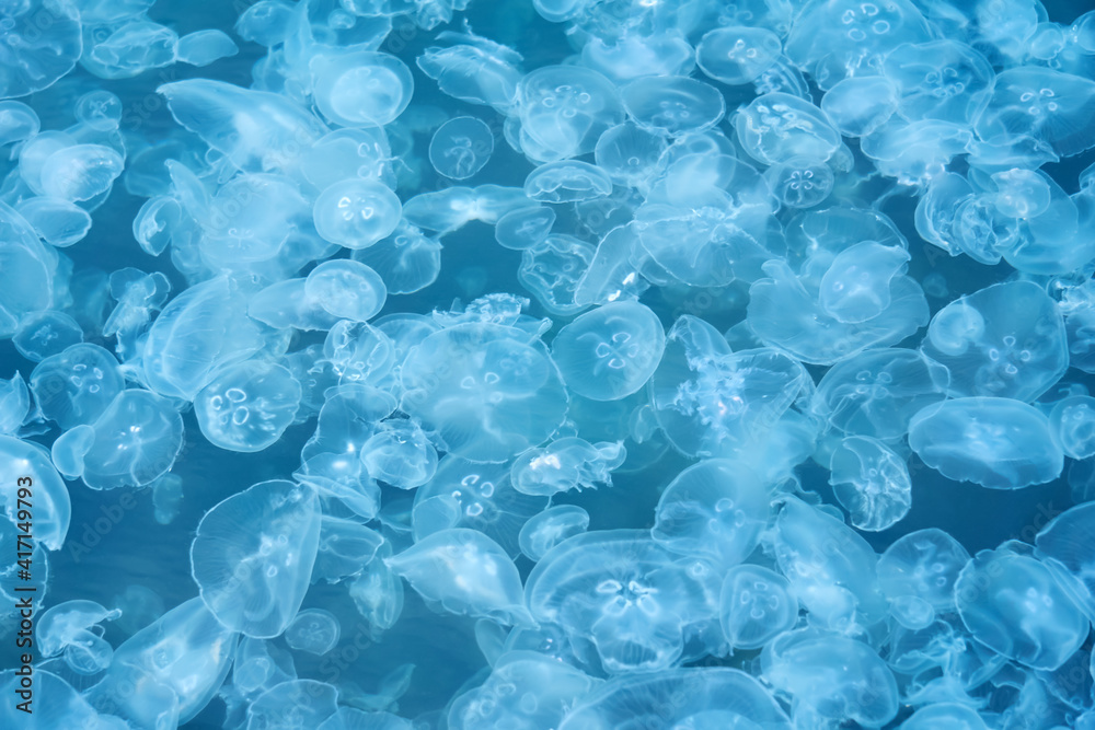 natural background - many jellyfish in sea water natural background - many jellyfish in sea water