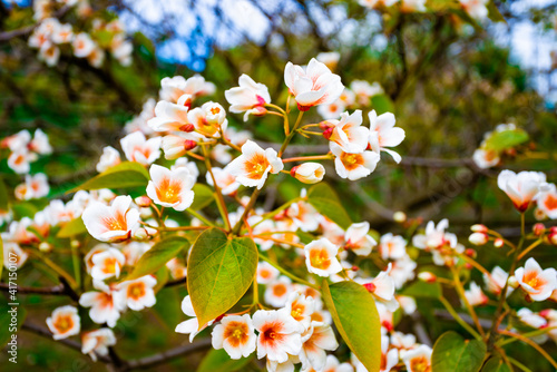 white flowers tree aleurites euphorbiaceae in the spring
