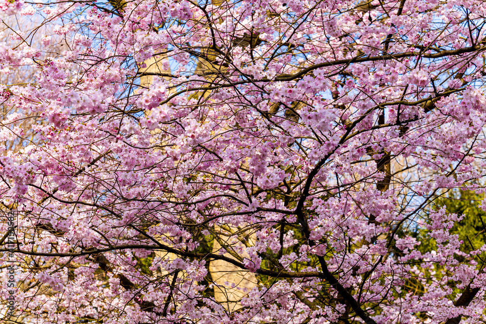 Cherry Tree In Spring. Sakura Flowers Background Cherry Tree In Spring. Sakura Flowers Background