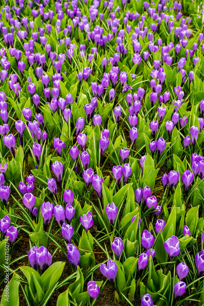 Crocus Field. crocus flowering in the early spring garden.