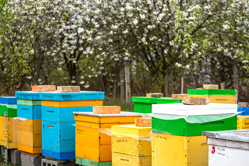 Blossoming garden with apiary. Bees spring under the flowering trees of apple trees. Red tulips on the background of hives.