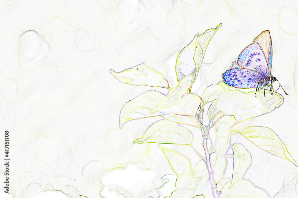 Fototapeta premium butterfly