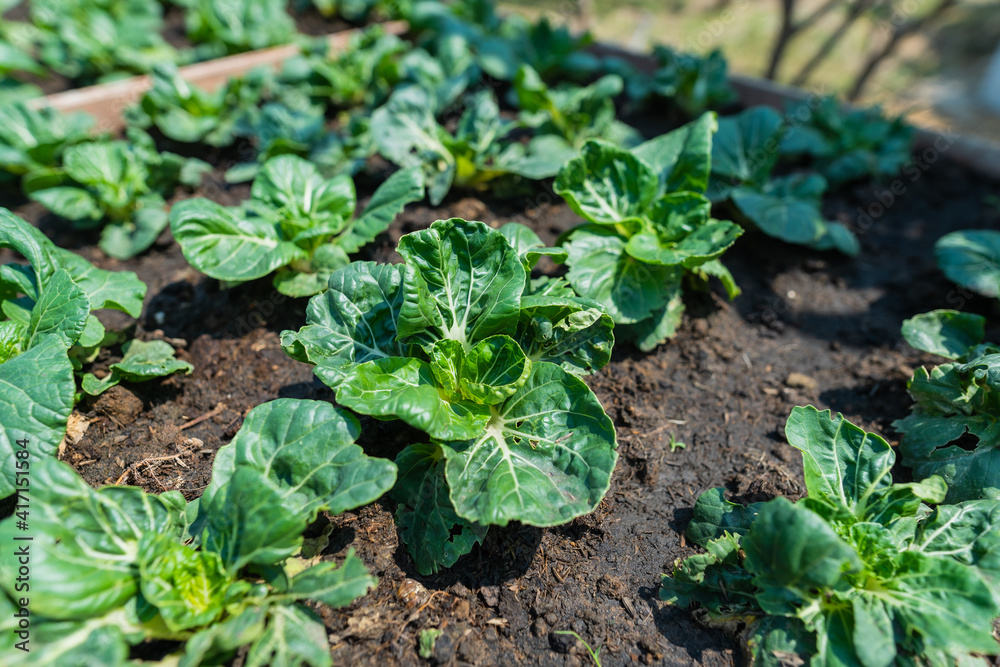 Close up of Fresh organic vegetable farm and garden Healthy food Close up of Fresh organic vegetable farm and garden Healthy food