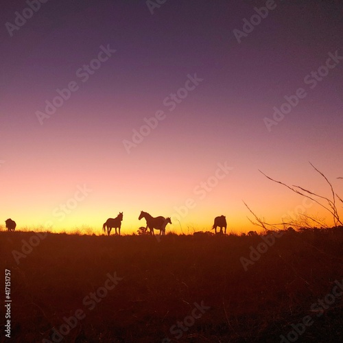 Horses in the field with sunset