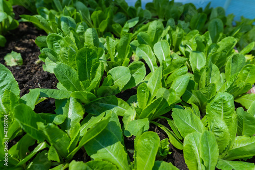 Close up of Fresh green cos organic vegetable farm and garden Healthy food © korrakot sittivash