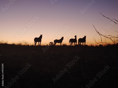 Horses in the field with sunset. 