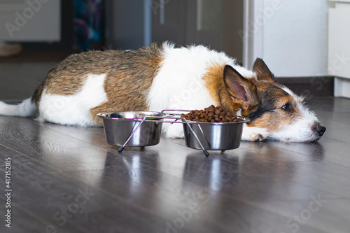 Foto Sad, unhappy dog lies in front of a bowl of dry food
