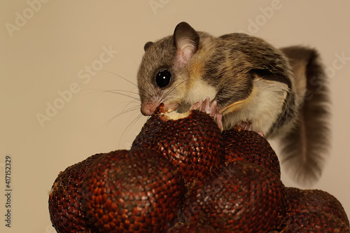 A flying squirrel (Lomys horsfieldi) is eating a bark. These animals are nocturnal or active at night.  photo